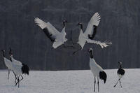 タンチョウ [XDV110001097]