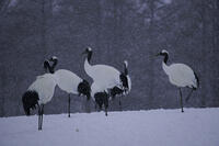 タンチョウ [XDV110001100]