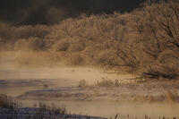 タンチョウと川霧 [XDV110001104]