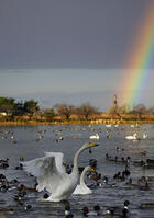 オオハクチョウと虹 [XDV110001107]