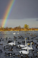 オオハクチョウと虹 [XDV110001108]