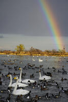 オオハクチョウと虹 [XDV110001109]