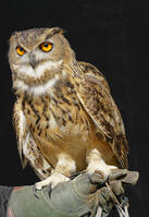 ベンガルワシミミズク [XDV110001113]