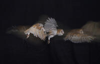 メンフクロウの飛翔 [XDV110001115]