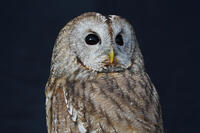 モリフクロウ [XDV110001121]