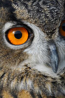 ユーラシアワシミミズク [XDV110001126]