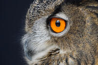 ユーラシアワシミミズク [XDV110001127]