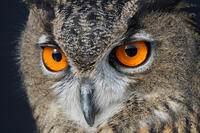 ユーラシアワシミミズク [XDV110001128]