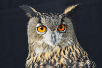 ユーラシアワシミミズク [XDV110001129]