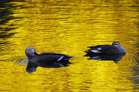 黄昏のカルガモ [XDV110001130]