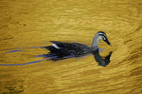 黄昏のカルガモ [XDV110001133]