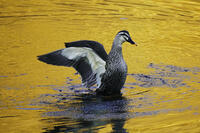 黄昏のカルガモ [XDV110001134]