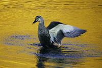 黄昏のカルガモ [XDV110001135]