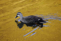 黄昏のカルガモ [XDV110001136]