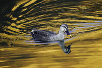 黄昏のカルガモ [XDV110001137]