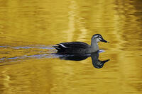 黄昏のカルガモ [XDV110001142]