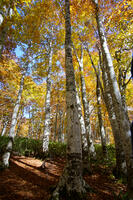 秋のブナ林 [XDV110001143]