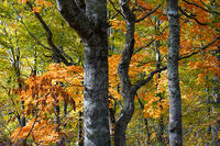 秋のブナ林 [XDV110001148]