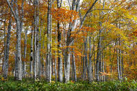 秋のブナ林 [XDV110001149]