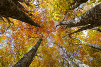 秋のブナ林 [XDV110001150]