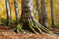 秋のブナ林 [XDV110001153]
