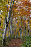 秋のブナ林 [XDV110001156]