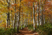 秋のブナ林 [XDV110001159]