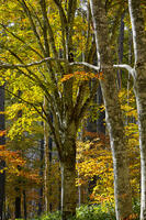 秋のブナ林 [XDV110001160]