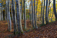 秋のブナ林 [XDV110001161]