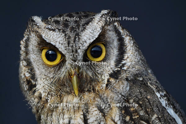 スピックスコノハズク [XDV110001073]