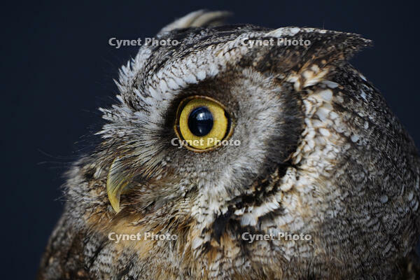 スピックスコノハズク [XDV110001074]