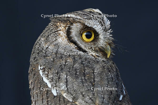 スピックスコノハズク [XDV110001075]