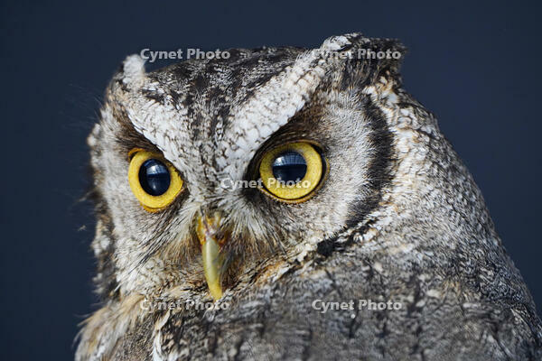 スピックスコノハズク [XDV110001076]