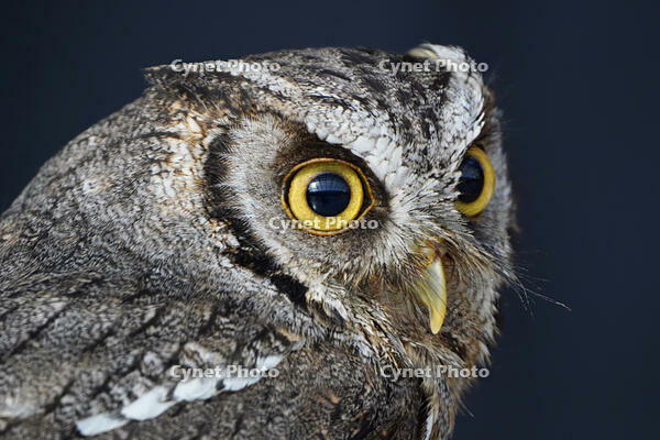 スピックスコノハズク [XDV110001077]