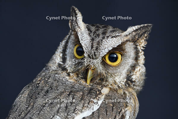 スピックスコノハズク [XDV110001078]