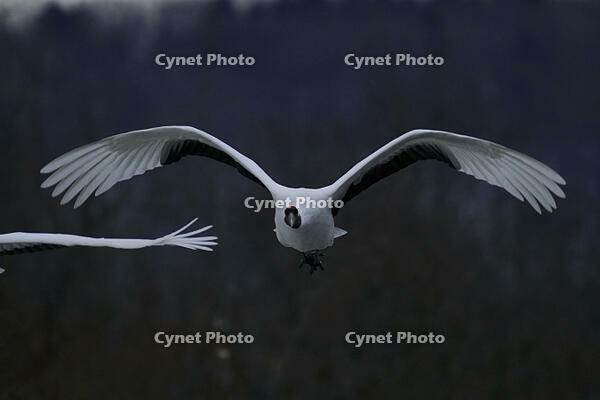 飛翔するタンチョウ [XDV110001079]