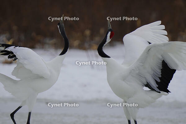 タンチョウ [XDV110001080]