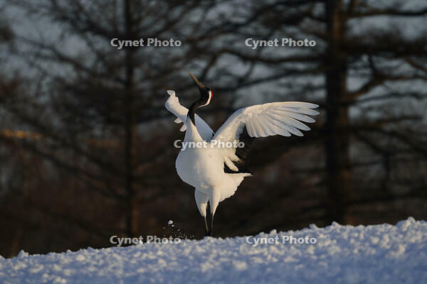 タンチョウ [XDV110001081]