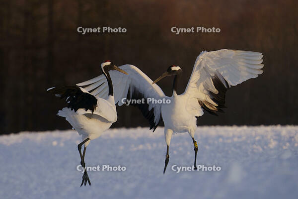 タンチョウ [XDV110001082]