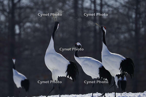 タンチョウ [XDV110001084]