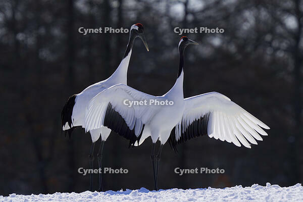 タンチョウ [XDV110001085]