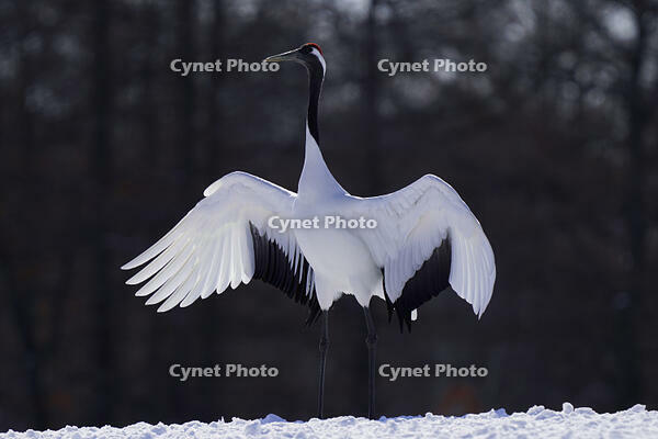 タンチョウ [XDV110001086]