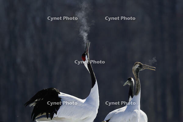 タンチョウ [XDV110001088]