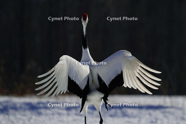 タンチョウ [XDV110001089]