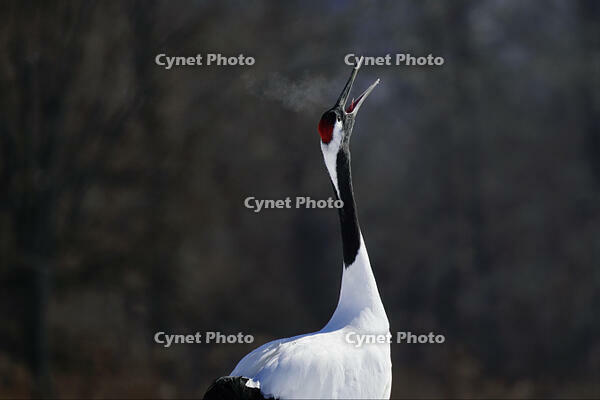 タンチョウ [XDV110001090]