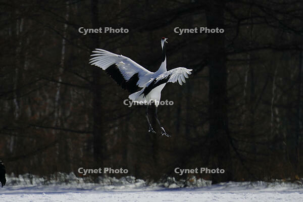 タンチョウ [XDV110001091]