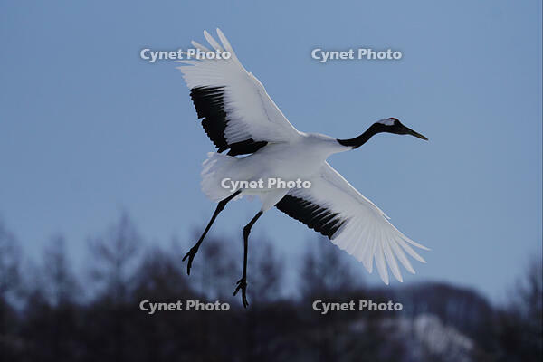 飛翔するタンチョウ [XDV110001092]
