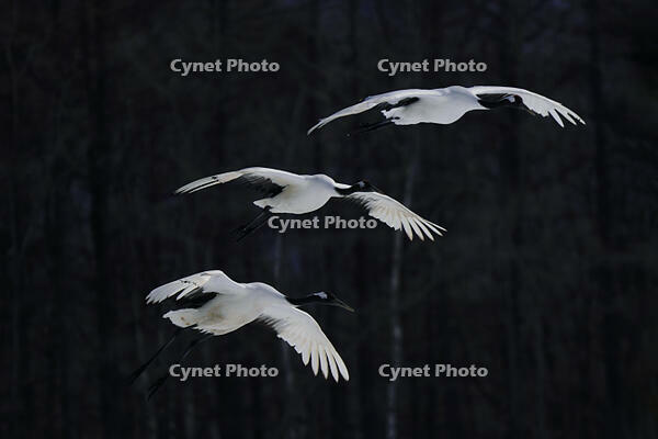 飛翔するタンチョウ [XDV110001093]