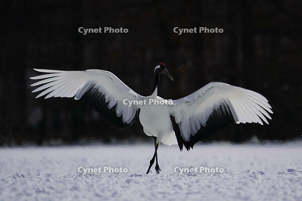 タンチョウ [XDV110001094]