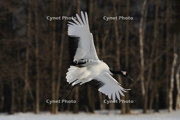 タンチョウ [XDV110001095]